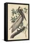 Brown Pelican, 1835-John James Audubon-Framed Stretched Canvas