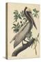 Brown Pelican, 1835-John James Audubon-Stretched Canvas