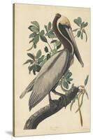 Brown Pelican, 1835-John James Audubon-Stretched Canvas