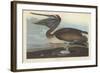 Brown Pelican, 1838-John James Audubon-Framed Giclee Print