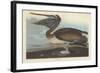 Brown Pelican, 1838-John James Audubon-Framed Giclee Print