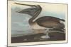 Brown Pelican, 1838-John James Audubon-Mounted Giclee Print