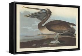 Brown Pelican, 1838-John James Audubon-Framed Stretched Canvas