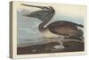 Brown Pelican, 1838-John James Audubon-Stretched Canvas