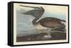 Brown Pelican, 1838-John James Audubon-Framed Stretched Canvas