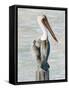 Brown Pelican 1-Stellar Design Studio-Framed Stretched Canvas