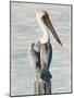 Brown Pelican 1-Stellar Design Studio-Mounted Art Print