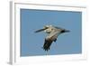 Brown Pelican Bird in Flight, Texas Coast, USA-Larry Ditto-Framed Photographic Print