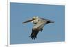 Brown Pelican Bird in Flight, Texas Coast, USA-Larry Ditto-Framed Photographic Print