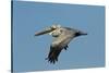 Brown Pelican Bird in Flight, Texas Coast, USA-Larry Ditto-Stretched Canvas