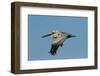 Brown Pelican Bird in Flight, Texas Coast, USA-Larry Ditto-Framed Photographic Print