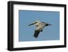 Brown Pelican Bird in Flight, Texas Coast, USA-Larry Ditto-Framed Photographic Print