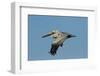 Brown Pelican Bird in Flight, Texas Coast, USA-Larry Ditto-Framed Photographic Print