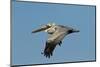 Brown Pelican Bird in Flight, Texas Coast, USA-Larry Ditto-Mounted Photographic Print