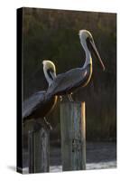 Brown Pelican Bird Sunning on Pilings in Aransas Bay, Texas, USA-Larry Ditto-Stretched Canvas