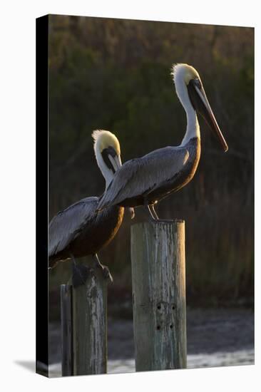 Brown Pelican Bird Sunning on Pilings in Aransas Bay, Texas, USA-Larry Ditto-Stretched Canvas