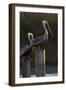 Brown Pelican Bird Sunning on Pilings in Aransas Bay, Texas, USA-Larry Ditto-Framed Photographic Print