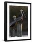 Brown Pelican Bird Sunning on Pilings in Aransas Bay, Texas, USA-Larry Ditto-Framed Photographic Print