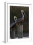 Brown Pelican Bird Sunning on Pilings in Aransas Bay, Texas, USA-Larry Ditto-Framed Photographic Print