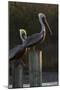 Brown Pelican Bird Sunning on Pilings in Aransas Bay, Texas, USA-Larry Ditto-Mounted Photographic Print