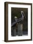 Brown Pelican Bird Sunning on Pilings in Aransas Bay, Texas, USA-Larry Ditto-Framed Photographic Print