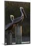 Brown Pelican Bird Sunning on Pilings in Aransas Bay, Texas, USA-Larry Ditto-Mounted Photographic Print