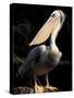 Brown Pelican, Brazil-Gavriel Jecan-Stretched Canvas