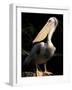 Brown Pelican, Brazil-Gavriel Jecan-Framed Photographic Print