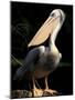 Brown Pelican, Brazil-Gavriel Jecan-Mounted Photographic Print