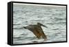 Brown Pelican Close-Up, Flying over Water-Sheila Haddad-Framed Stretched Canvas
