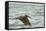 Brown Pelican Close-Up, Flying over Water-Sheila Haddad-Framed Stretched Canvas