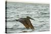 Brown Pelican Close-Up, Flying over Water-Sheila Haddad-Stretched Canvas
