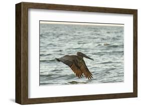 Brown Pelican Close-Up, Flying over Water-Sheila Haddad-Framed Photographic Print