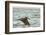 Brown Pelican Close-Up, Flying over Water-Sheila Haddad-Framed Photographic Print