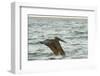 Brown Pelican Close-Up, Flying over Water-Sheila Haddad-Framed Photographic Print