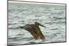 Brown Pelican Close-Up, Flying over Water-Sheila Haddad-Mounted Photographic Print