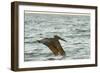 Brown Pelican Close-Up, Flying over Water-Sheila Haddad-Framed Photographic Print