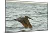 Brown Pelican Close-Up, Flying over Water-Sheila Haddad-Mounted Photographic Print