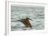 Brown Pelican Close-Up, Flying over Water-Sheila Haddad-Framed Photographic Print