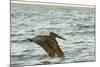 Brown Pelican Close-Up, Flying over Water-Sheila Haddad-Mounted Photographic Print