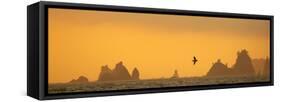 Brown Pelican Diving at Sunset with Sea Stacks-null-Framed Stretched Canvas