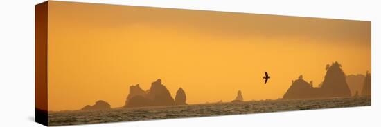 Brown Pelican Diving at Sunset with Sea Stacks-null-Stretched Canvas