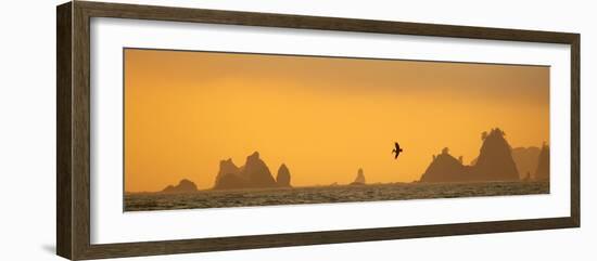 Brown Pelican Diving at Sunset with Sea Stacks-null-Framed Photographic Print