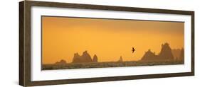 Brown Pelican Diving at Sunset with Sea Stacks-null-Framed Photographic Print