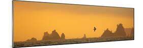 Brown Pelican Diving at Sunset with Sea Stacks-null-Mounted Photographic Print