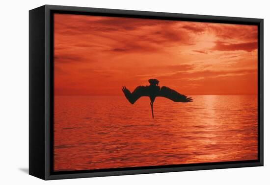 Brown Pelican Diving for Fish, Sunset-null-Framed Stretched Canvas