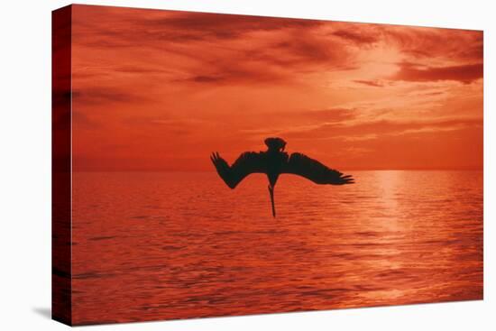 Brown Pelican Diving for Fish, Sunset-null-Stretched Canvas