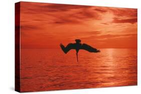 Brown Pelican Diving for Fish, Sunset-null-Stretched Canvas