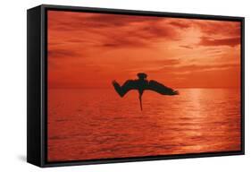 Brown Pelican Diving for Fish, Sunset-null-Framed Stretched Canvas