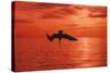Brown Pelican Diving for Fish, Sunset-null-Stretched Canvas